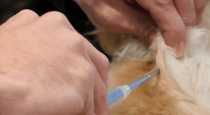 不开刀绝育手术,不打针不手术怎么让母猫绝育