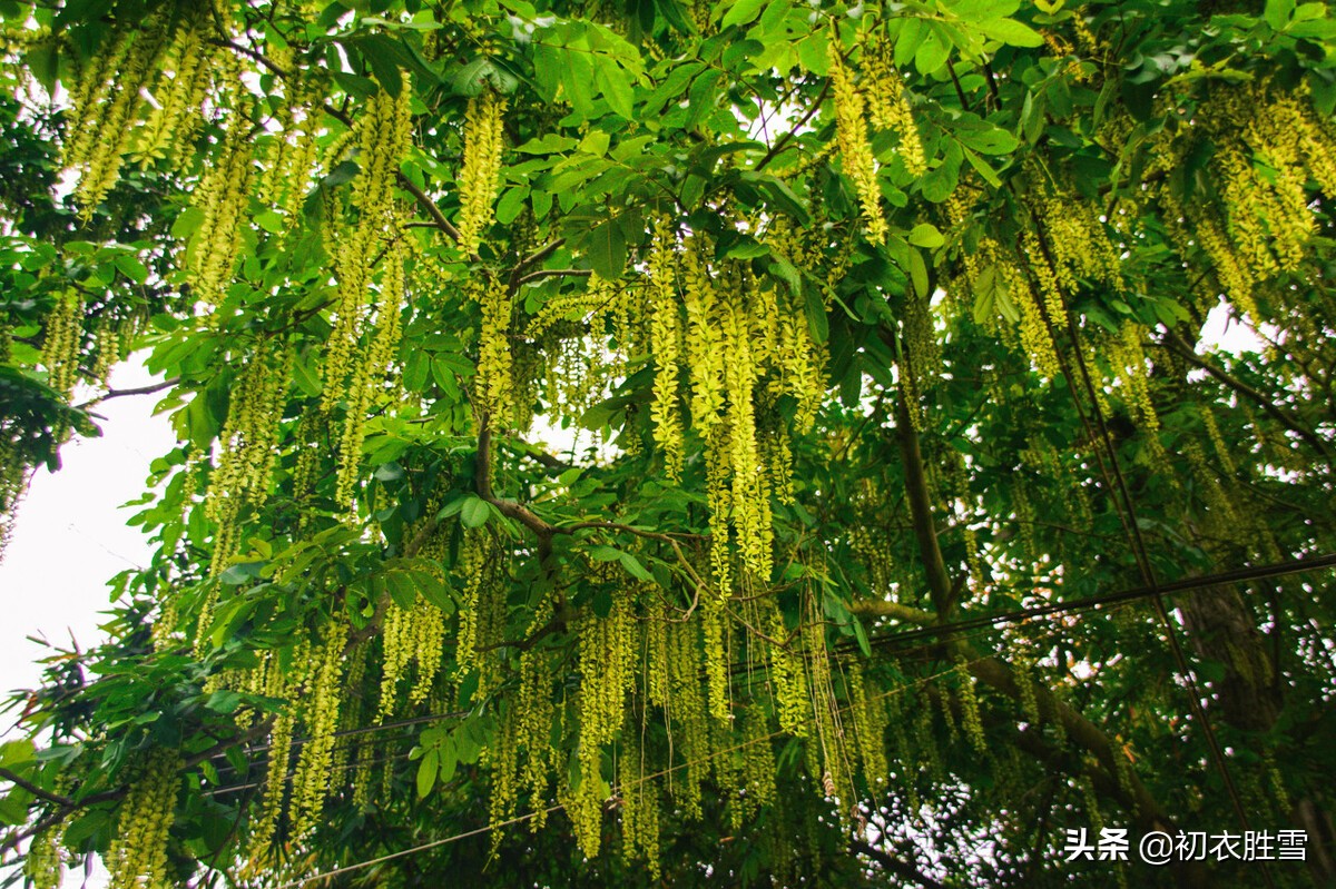 晚春枫杨古诗六首:榉柳枝枝弱,榉柳侵帘绿