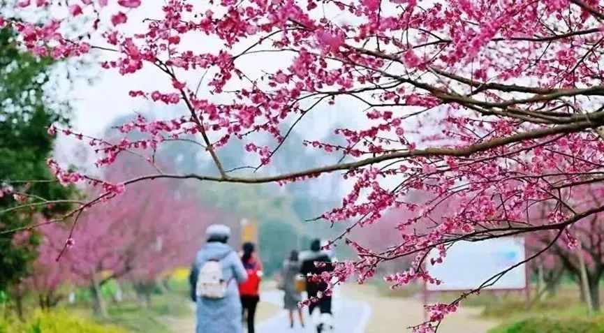 音乐、美食、优惠券~3月18日,一起进入郫都的花花世界吧!