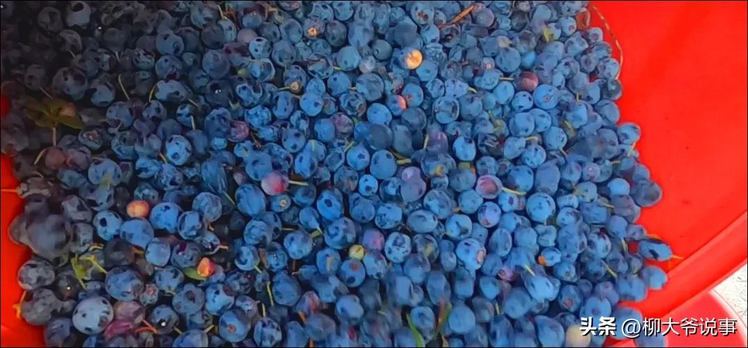 大兴安岭“采山”日赚千元是真的吗？哈尔滨小伙亲自体验结局亮了