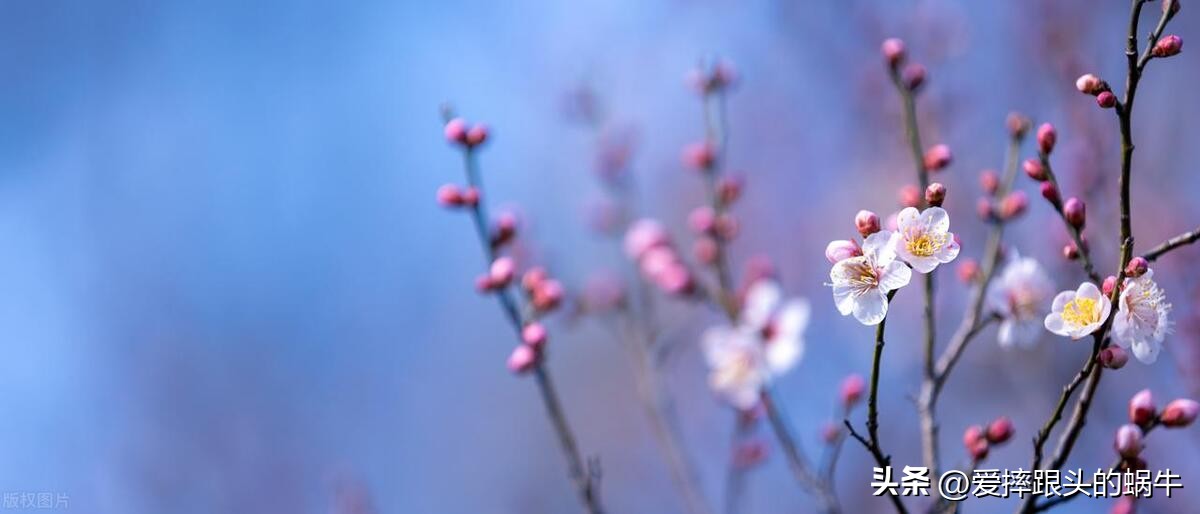 十二花神图谱完整版,工笔画十二花神欣赏