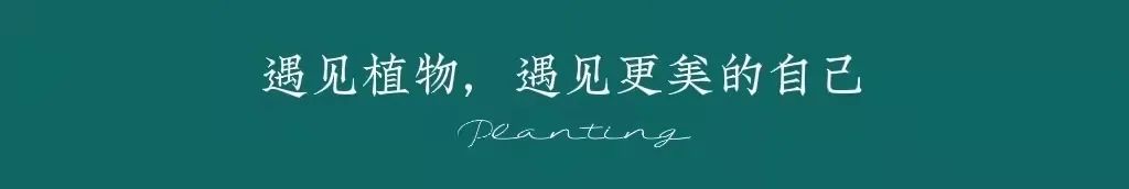 剑兰，锦绣山河，如花美剑｜花名册No.00179