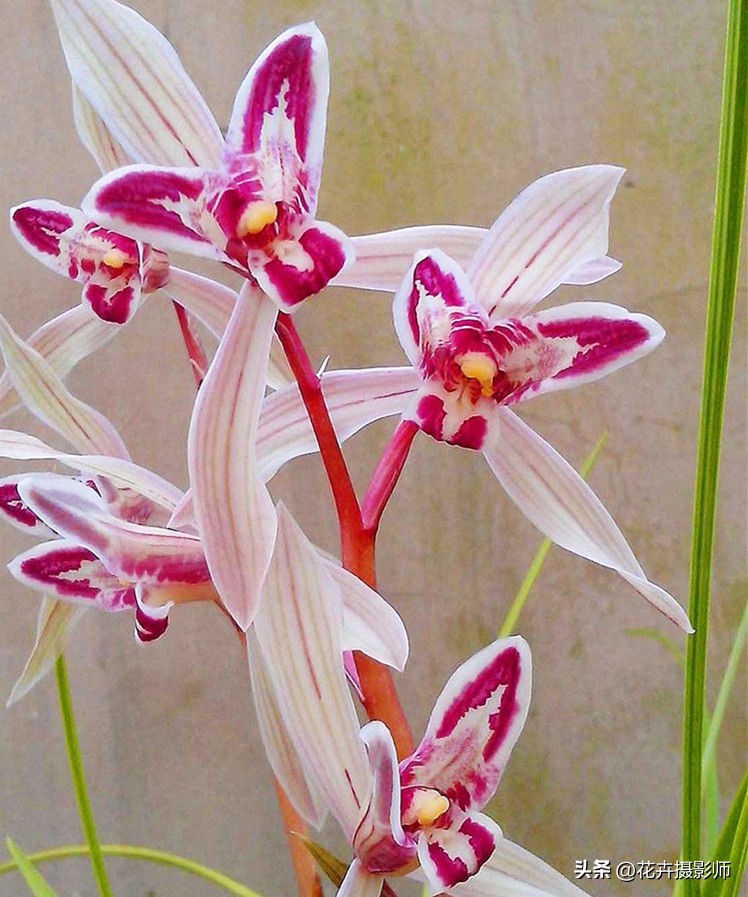 云南一姑娘，养了一盆“玉兔兰”走红，一款花有两种意境，太震撼