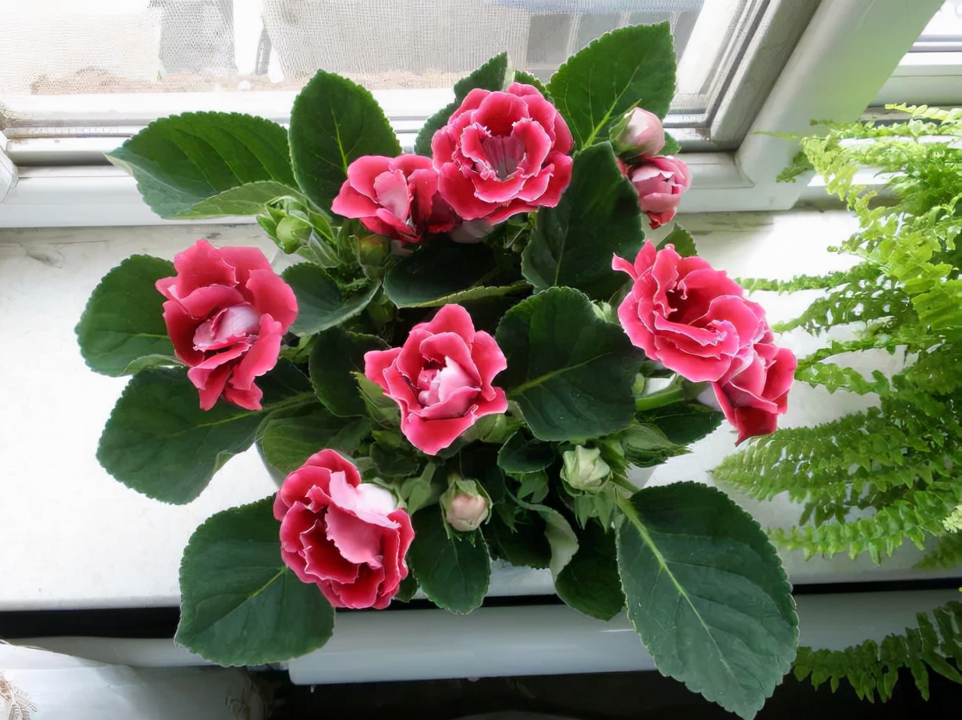 家里光照不足养的花,家里光照不足养什么植物