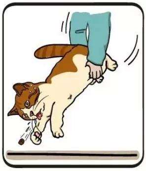 猫咪急救的十种方法,养猫进医院急救