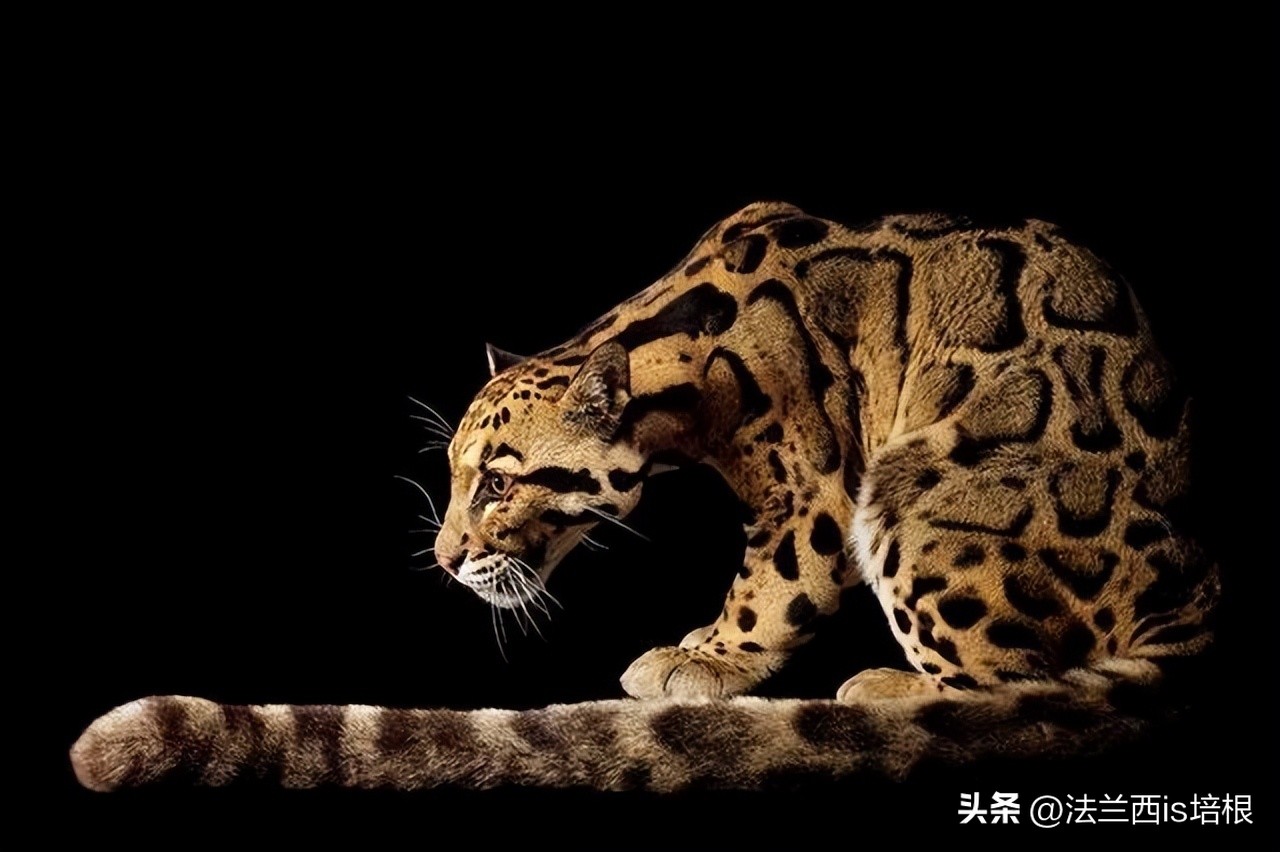 中国最难人工繁育的动物,我国濒危的豹