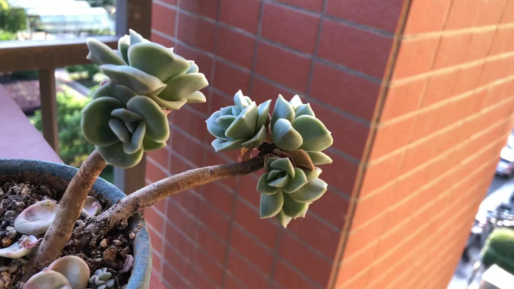 朋友家好多多肉怎么夸赞,朋友养的多肉太震撼