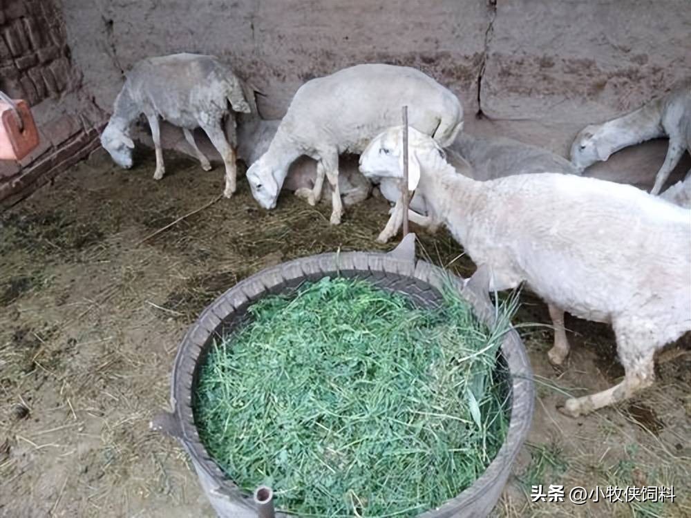 羊拉稀是什么原因引起的?羔羊拉稀怎么治好得快?本文给你方法!