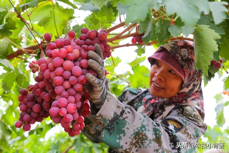 提高葡萄多次结果的两个有效方法,葡萄大小粒防治方法和补救措施