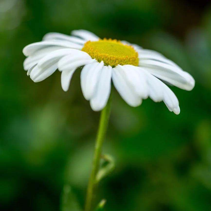 精油护肤的奥秘只有用了才知道,学会精油护肤绽放最自然的美