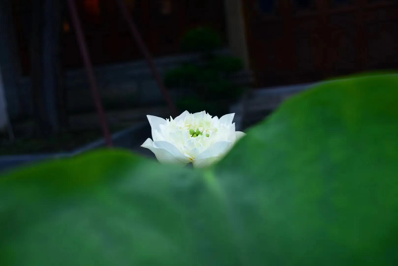 广州六榕寺最近开放吗,广州六榕寺碑文