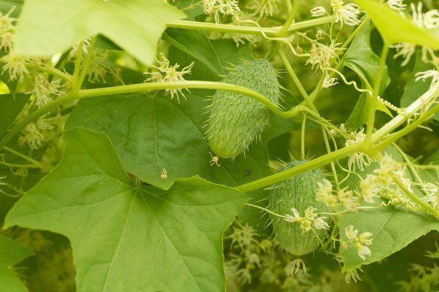 养殖泥鳅一亩赚多少钱了,一亩养殖3000000尾泥鳅视频