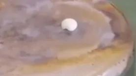 舍利子到底是什么东西演变而成的,从科学角度解释舍利子究竟是什么