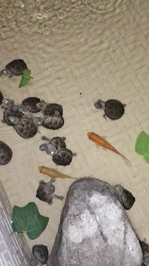 迷你麝香龟和普通麝香龟价格,麝香龟大龟品相