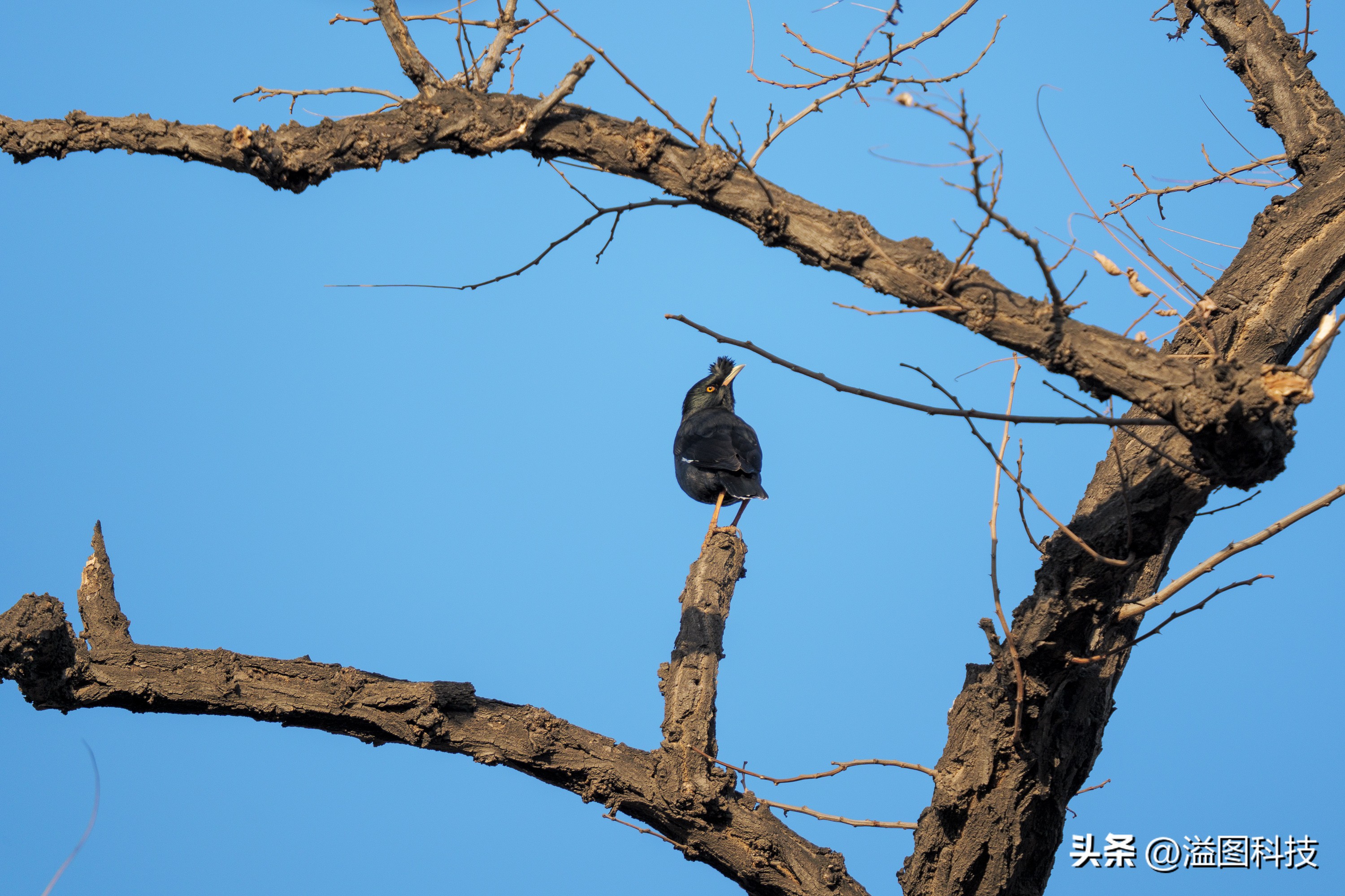 适马150-600s版和60-600的区别,适马150-600s和60-600s对比