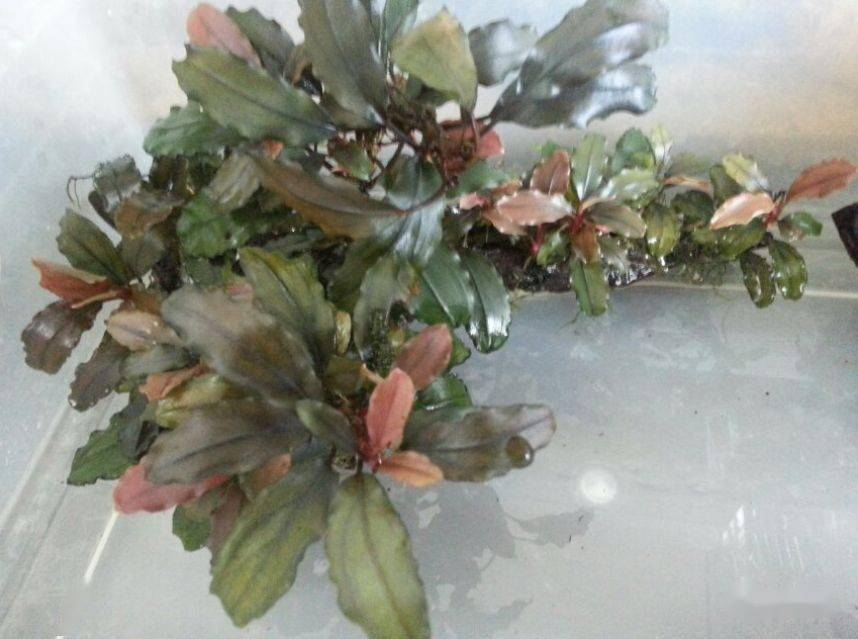 水下叶迷你辣椒榕,蓝精灵辣椒榕在水下开花吗