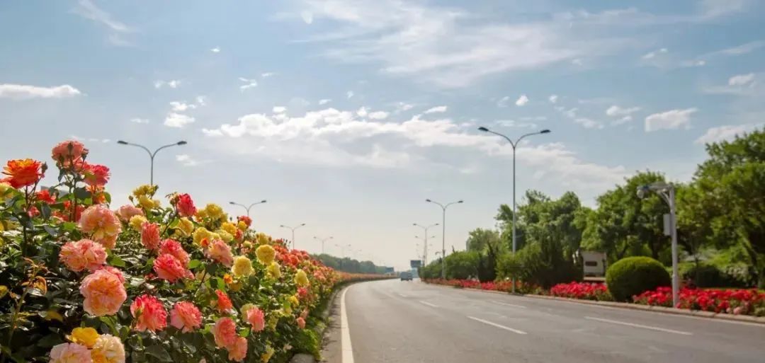 “路”人皆知“坛”花常见！泰达这些精品道路、花坛等你来打卡！