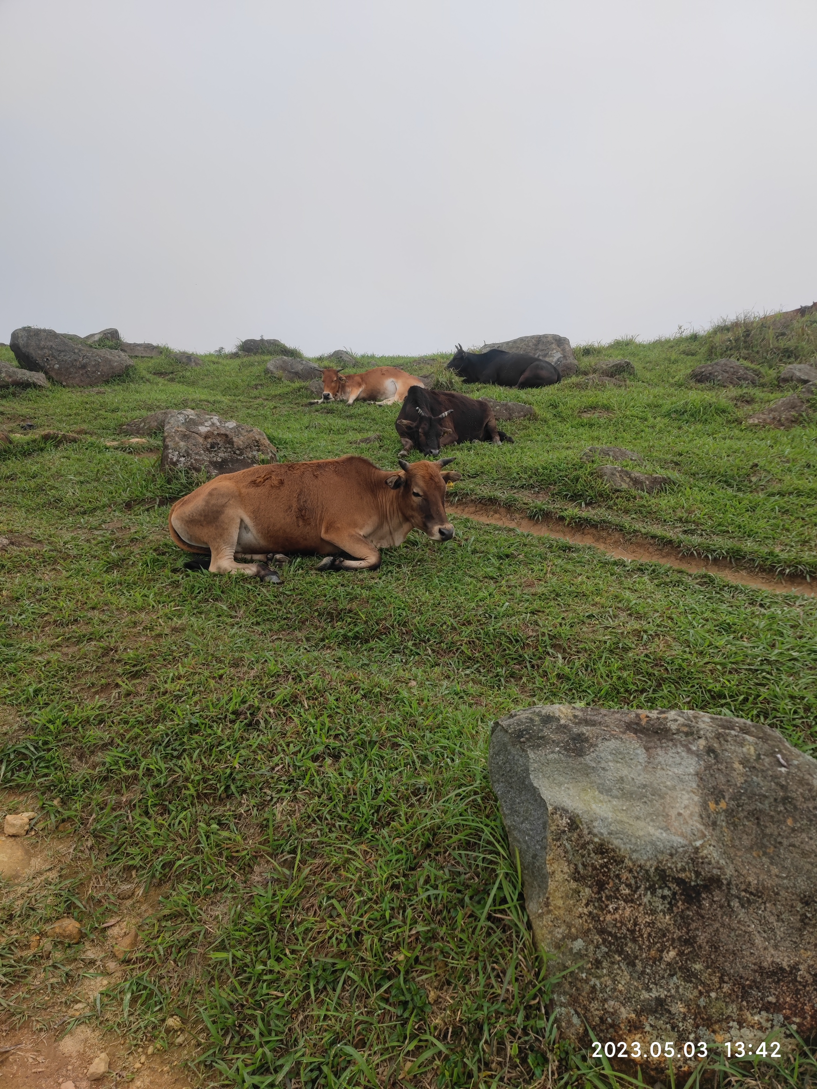 徒步香港大帽山,香港麦径徒步攻略