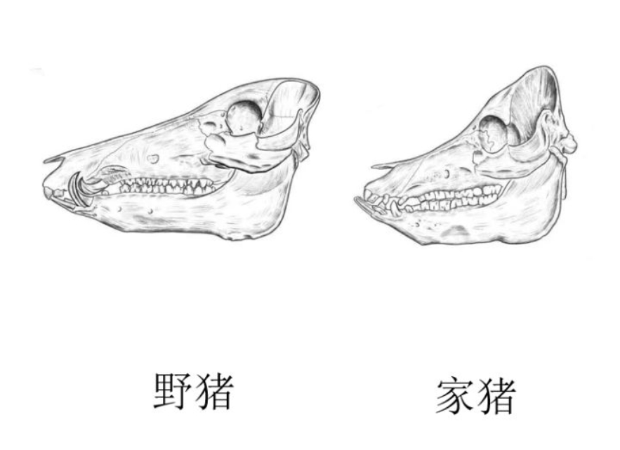 为什么野猪比老虎可怕,一猪二熊三老虎猎人