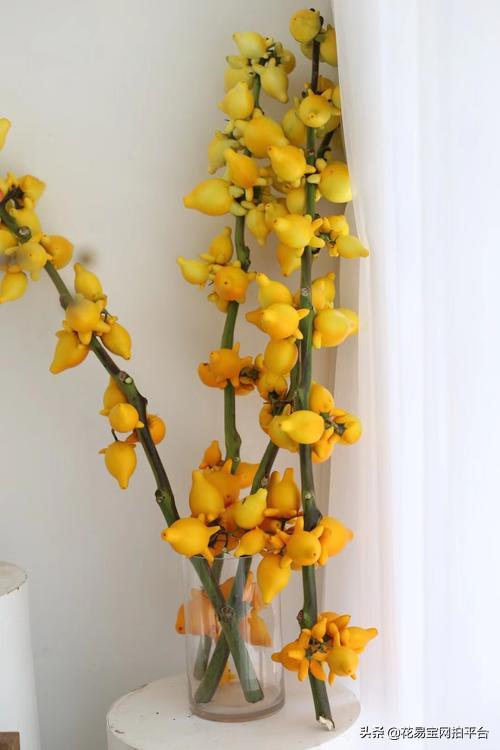 情人节快到了,教你花语速记小技巧