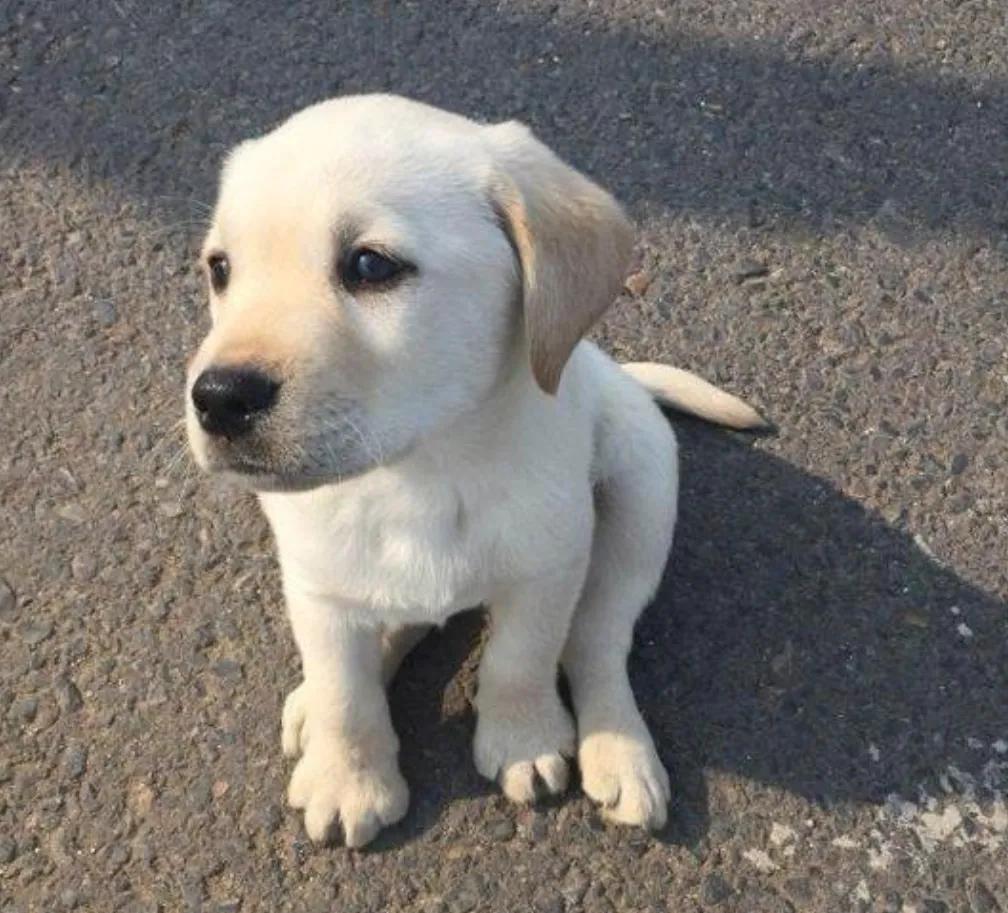 新手养狗适合养拉布拉多吗,养狗的你真的了解拉布拉多吗