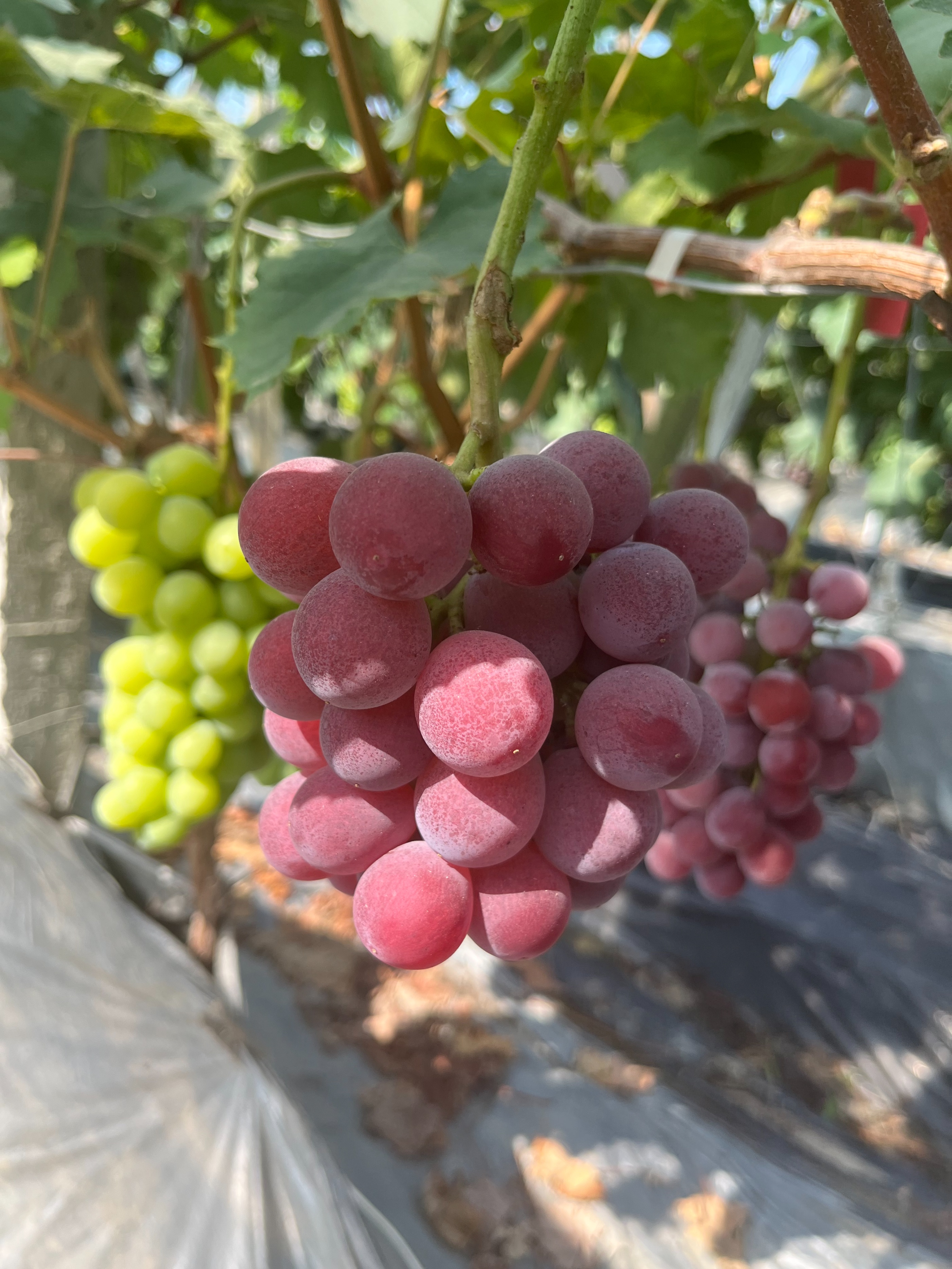 高凤香：送葡萄的高邮人（散文）