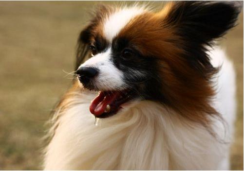 蝴蝶犬的寿命一般多长时间,蝴蝶犬寿命一般能活多少年