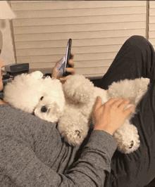 比熊有泪痕怎么办,比熊泪痕如何去掉