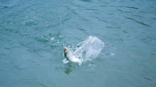 佳钓尼高湖断竿视频,佳钓尼高湖比赛爆竿