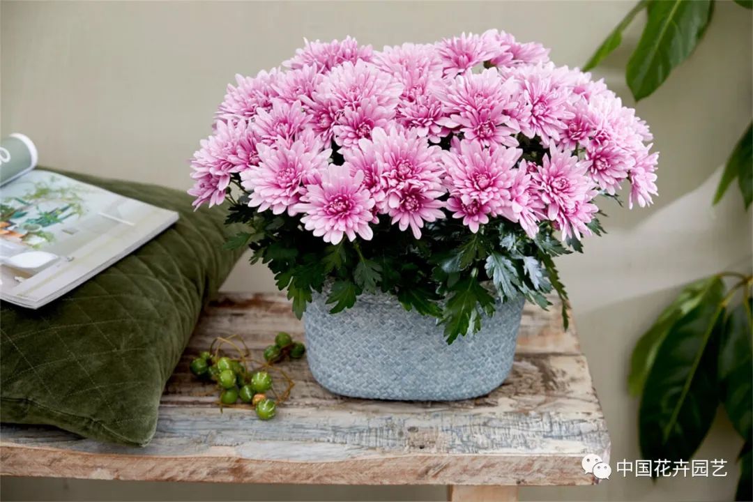 鑺卞崏鍝佺灞曠ず,鏂颁紭鑺卞崏鍝佺灞曠ず