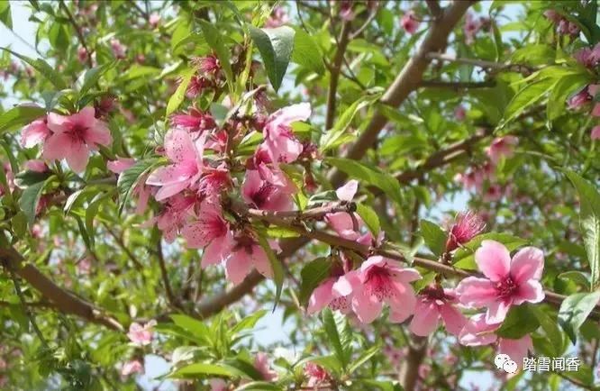 赞美梨花的诗句古诗大全,关于梨花的古诗词大全