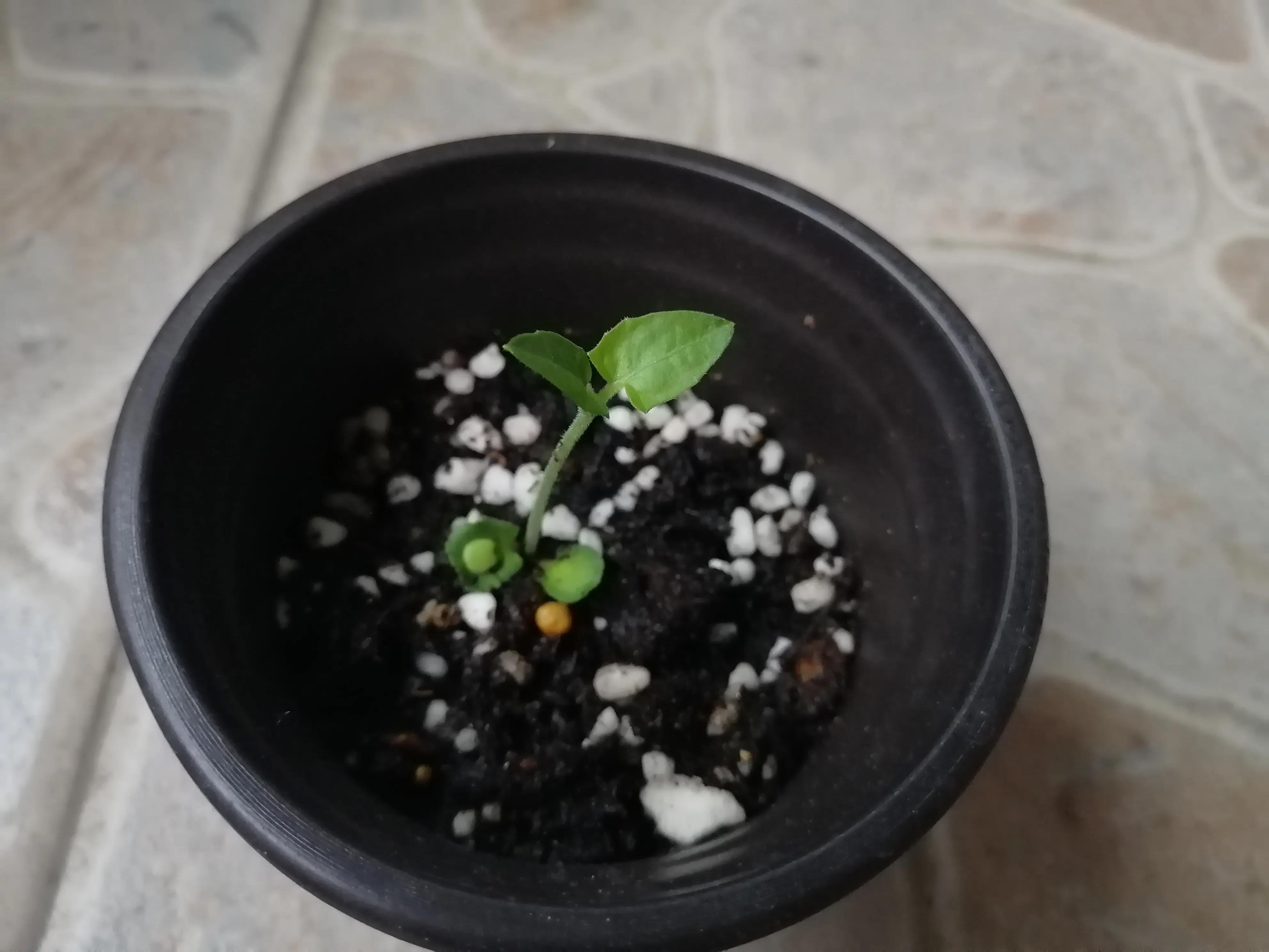 黑眼苏珊长大了许多