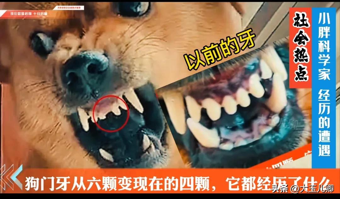 狗狗门牙为什么只有五颗,狗狗五颗牙和七颗牙的区别