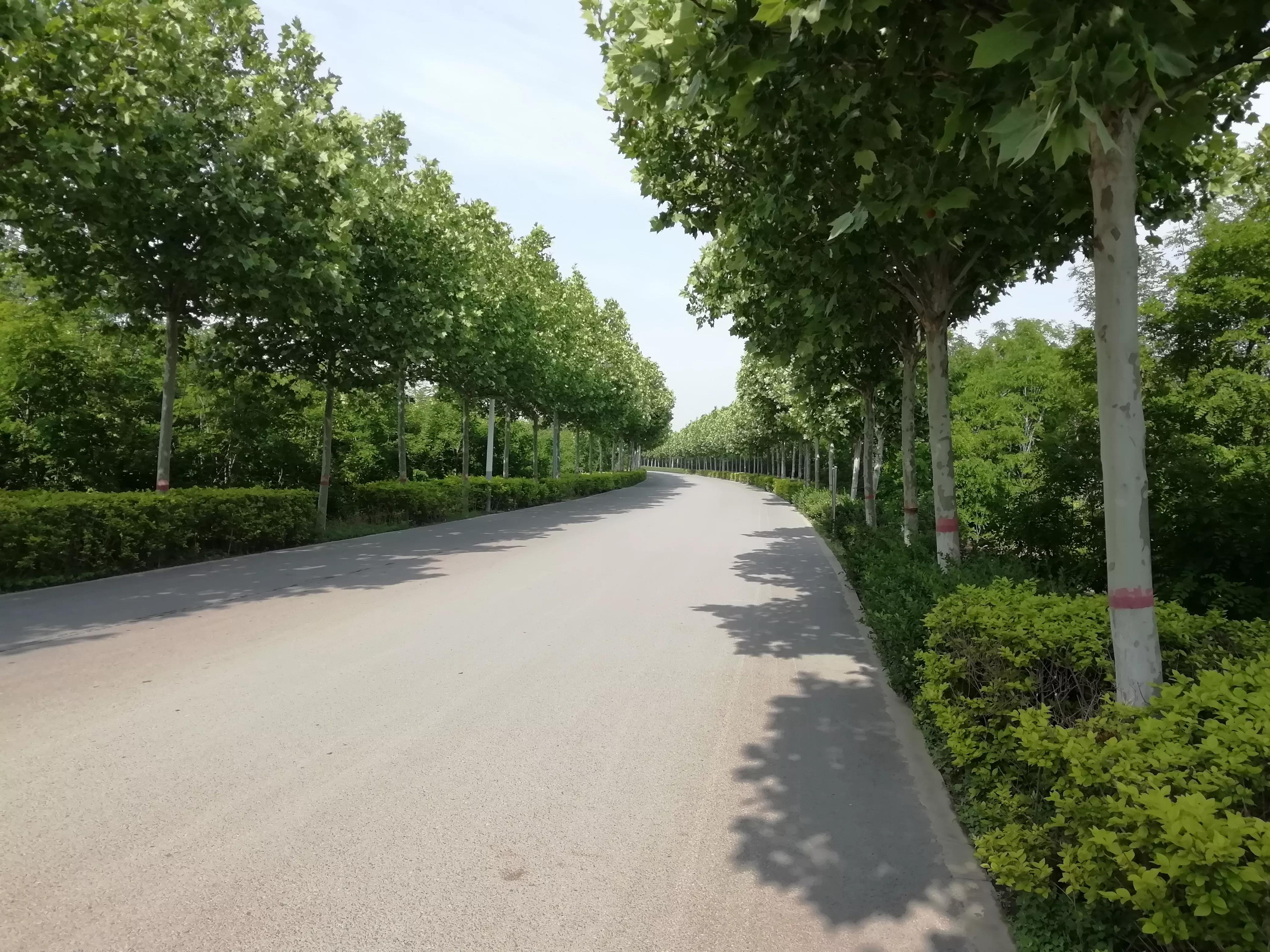 我的跑步历程回忆之路,我的运动经验分享