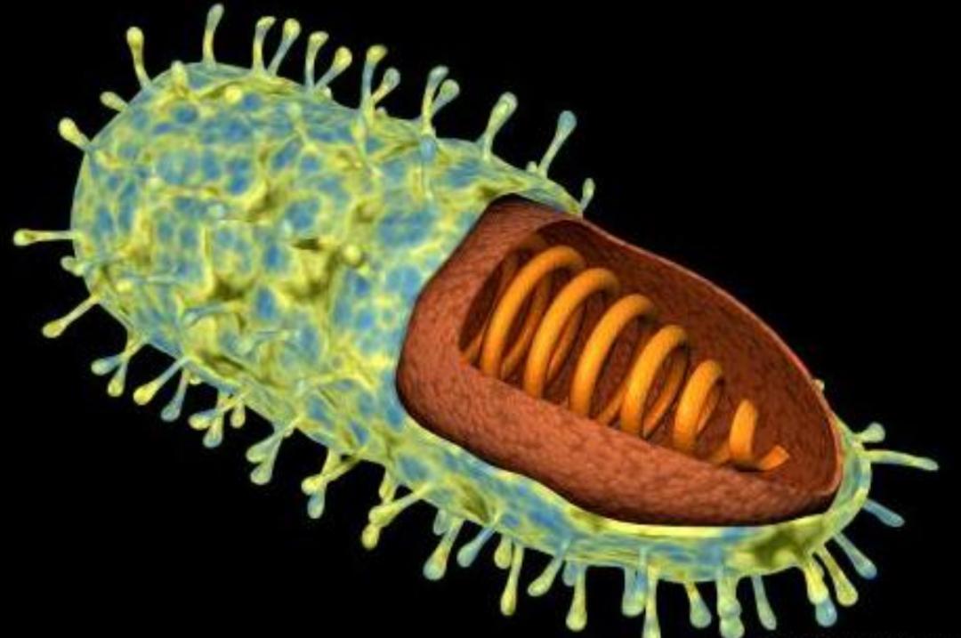 每年杀死人类最多的五种动物,每年杀人最多的六种动物