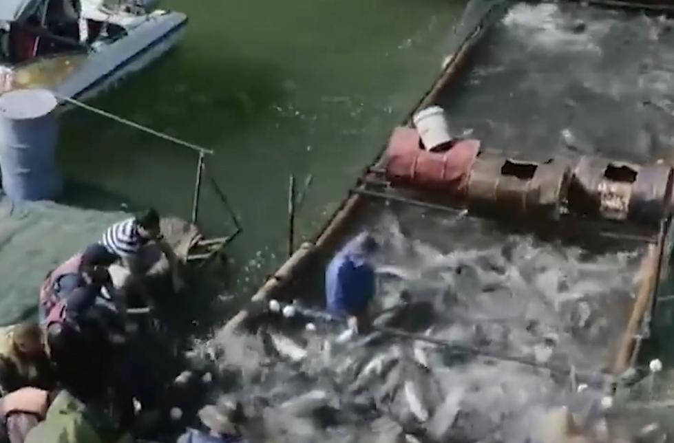 万尾鱼苗离奇失踪,鱼苗死亡鱼苗老板有责任吗