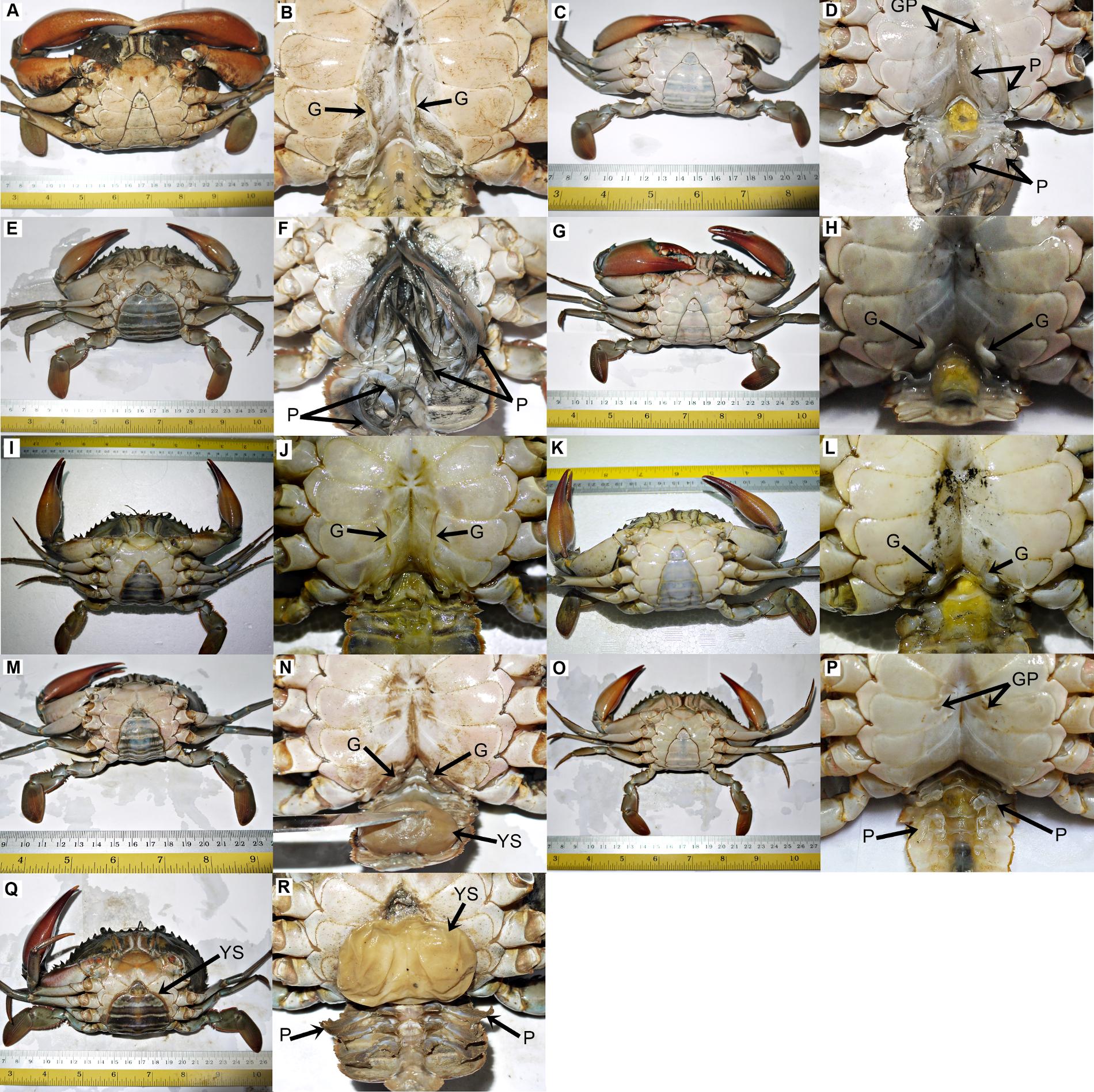 给蟹奴虫寄生的螃蟹可以吃吗,蟹奴是如何控制螃蟹的