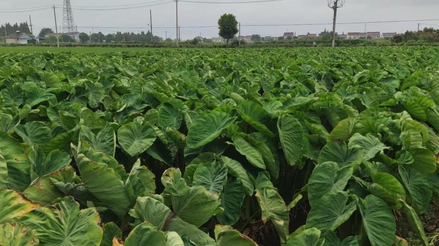 茅山国学文化亲子游,茅山民俗文化艺术