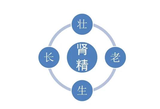 肾精亏虚人易老，伤精过多、易痿易泄？一张补肾健脾方补阳填精