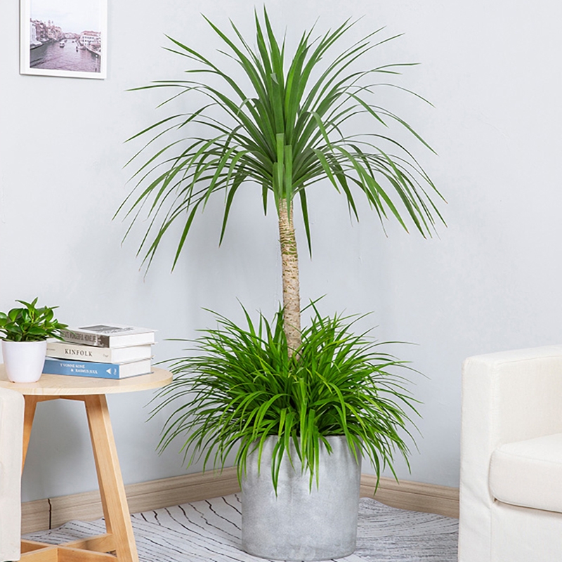 超级好养的大绿植排名前十,比较好养的大型绿植