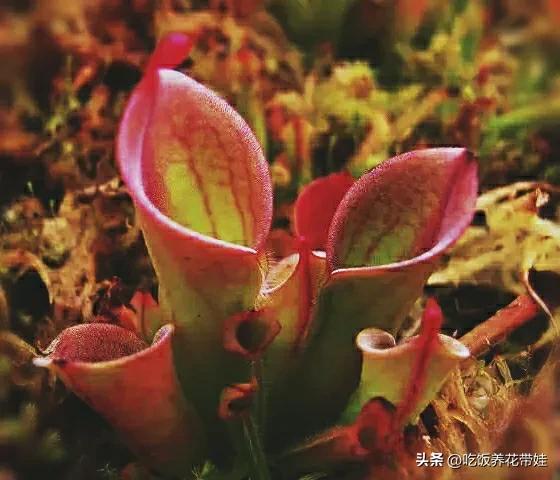植物中的捕猎高手,植物界的捕猎大师