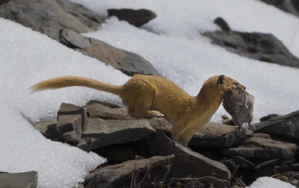 黄鼠狼浑身是宝是真的吗？为何很少有人养殖？