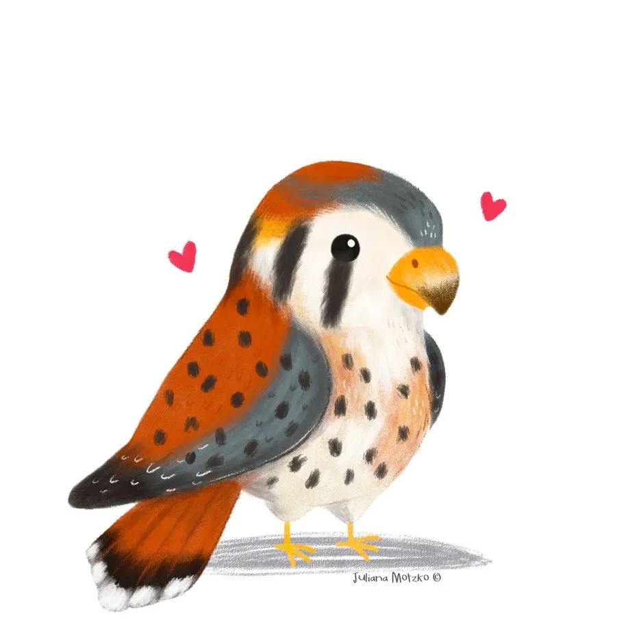 鸟类插画大全,鸟类插画艺术欣赏