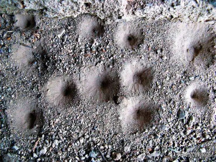 不长肛门，只吃不拉，习惯于“憋屎”的昆虫，它们真的好受吗？