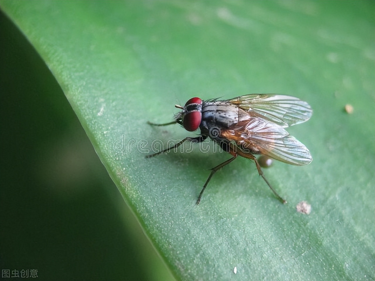 家里有苍蝇怎么消灭最有效方法,灭苍蝇小妙招大全100种