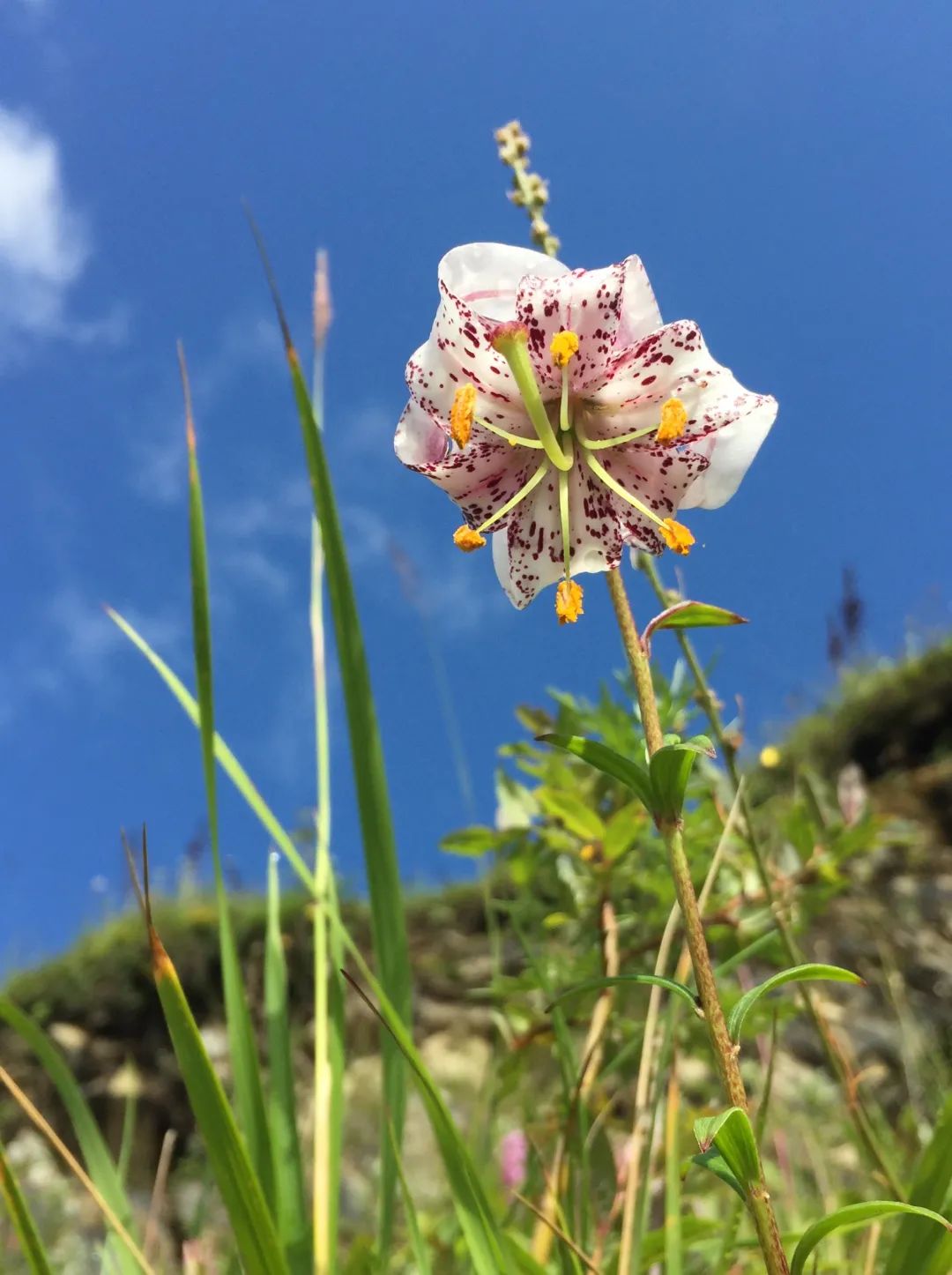 百合种类名称及图片及花语,可以入药的百合品种