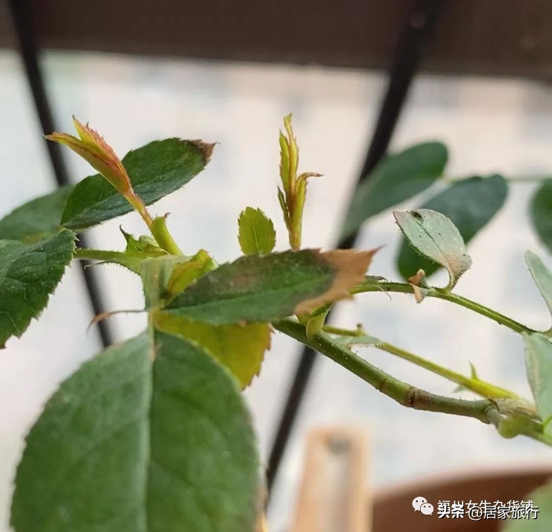 12/24,这个平安夜，无聊又有趣