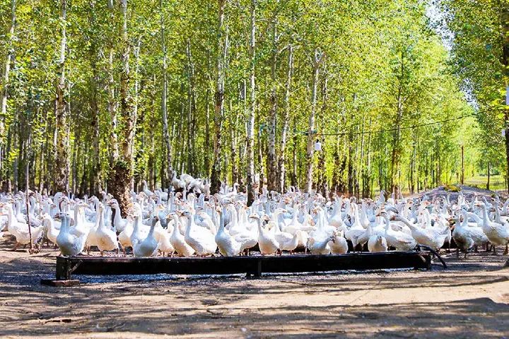 金绒早报|羽绒被的绒子含量不达标，ZaraHome被罚4万元