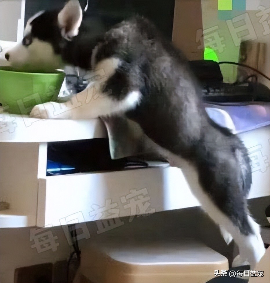 二哈趴在楼上对着主人的饭流口水,二哈在楼上对着主人的饭流口水