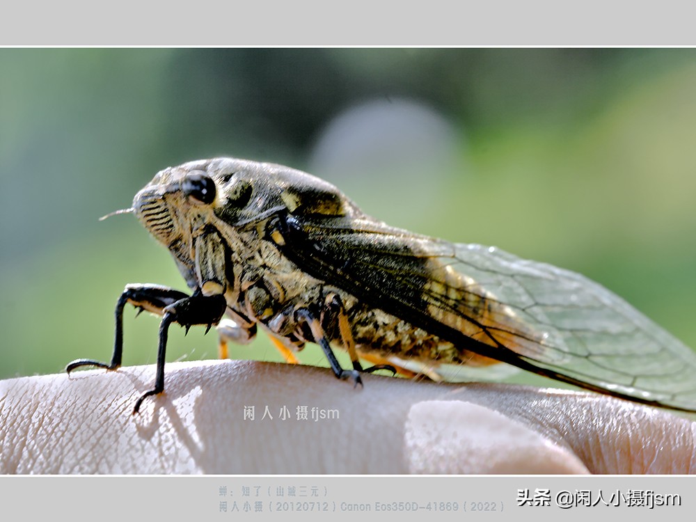 近距离拍摄昆虫小动物,常见昆虫微距摄影活动